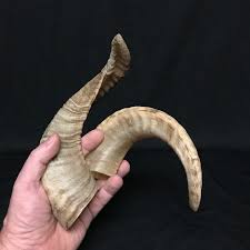 Ram and sheep horns, twelve to sixteen inches long ...
