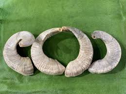 Polished Ram Horn Shofar – Cowhides USA