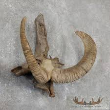 Mouflon Ram Horns Taxidermy Mount For Sale - Creel Taxidermy