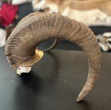 Antique Nice Set of ALASKAN DALL SHEEP Horns on Skull ...