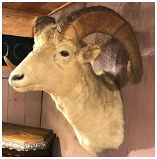 Early 20th c Northwestern North American Dall Sheep ...