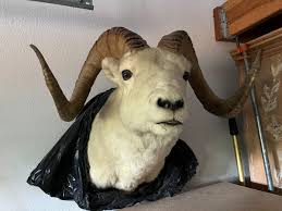 Trophy Dall ram sheep shoulder mount professional taxidermy ...