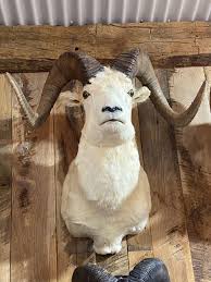 ALASKAN DALL SHEEP SHOULDER MOUNT – Yee Haw Ranch Outfitters
