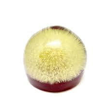 Vintage Dandelion in Resin Paperweight Curiosity Curio 1960s 70s Dandelion Head - Etsy
