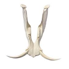 Real African Warthog Skull – Cowhides USA