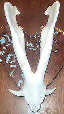 Large Animal Taxidermy Bones/Skull/Skeleton for sale | eBay