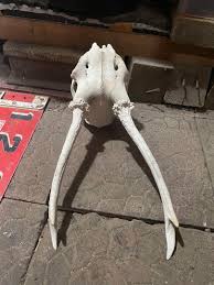 e*v様 蝦夷鹿deer skull（頭蓋骨） - メルカリ