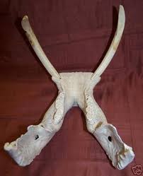 HAWAIIAN BOAR TUSK IVORY SKULL JAW TOOTH PENDANT 8 INCH ...