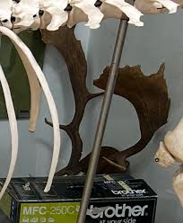 what animal do these horns belong to? [don't know the ...