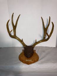 1981 10 Point Stag Mounted Deer Antler Rack Bob Marshall ...