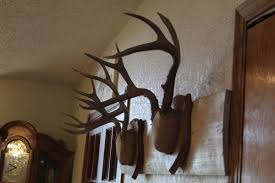 Pair Mule Deer Mounts Taxidermy Skull Antler Hunt Rack Log ...
