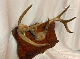 Early 20th Century 8-Point Deer Antler Shelf | Chairish