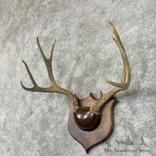 Mule Deer Antler Plaque Mount For Sale #30343 - The ...