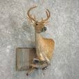 Whitetail Deer Shoulder Mount For Sale #27660 - The Taxidermy Store