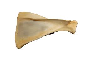 Deer shoulder bone - Centralia Fur & Hide