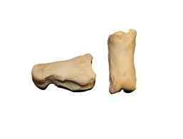 Bison Ankle Bone - Centralia Fur & Hide