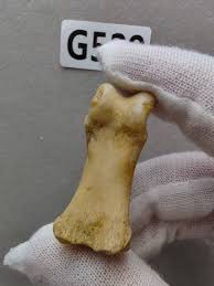 Exquisite bone fossils from the Ice Age - Ancient fossil ...