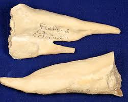 Dripstone, Fulford Cave, Eagle, Colorado [132289]