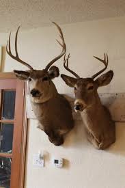 Pair Mule Whitetail Deer Head Shoulder Mounts Taxidermy Log Cabin Decor Antler | eBay