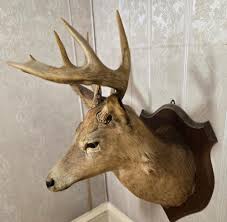 Sold at Auction: White Tail Deer Mount Taxidermy