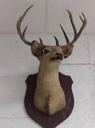 Nine Point Mounted Deer Head Taxidermy Choice B--Trophy Permit on File | EstateSales.org