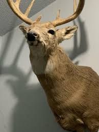 Wildlife Research Center 8 oz Sweet Corn Attractant Spray - 738 | Blain's Farm & Fleet