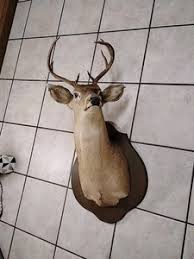 White Fallow Deer Mount | eBay