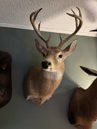 Unbranded Large Animal Taxidermy for sale | eBay