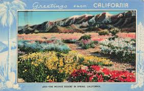 Greetings from California-Mojave Desert in Spring, Vintage PC Posted 1942 | eBay