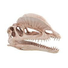 Dinosaur Skull Aquarium Ornament – Natural Environment Aquatix
