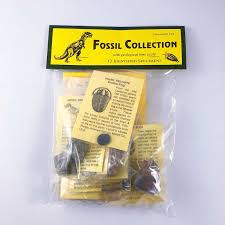 Fossil Collection Kit - Gifts from the Earth | Geologic