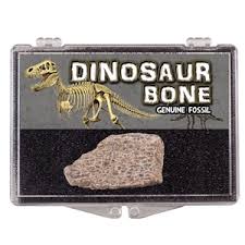 Genuine Fossil Dinosaur Bone Natural