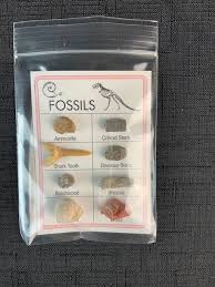 Fossils on Card
