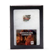 Dinosaur Dung (Coprolite) - Classic Riker Box Specimen | The Space Store