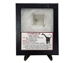 Titanosaur Eggshell | eBay