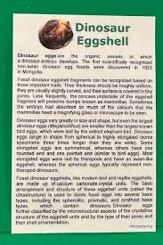 Dinosaur Eggshell Fossil Authentic With Display Case | eBay