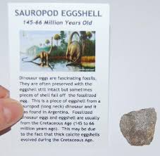 Sauropod Dinosaur Genuine Egg Shell Fossil 468 | Desertcart Guyana