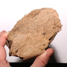 Ridged Ankylosaurus Scute Armor Dinosaur Bone Hell Creek ...