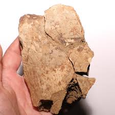 Dinosaur End Bone Fossil from the Famous Hell Creek ...