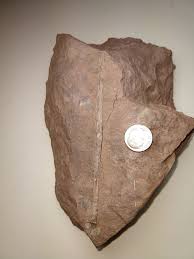 Hi all, here's my penance post. Two trace fossils, the first ...