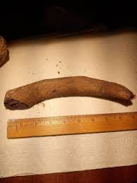 STELLAR SEA COW RIB. Fossil | eBay