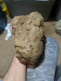 Authentic Dinosaur Skull. 75% of skull. Battle Creek ...