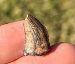 Theropod Dinosaur Tooth Fossil Eocarcharia dinops Niger ...