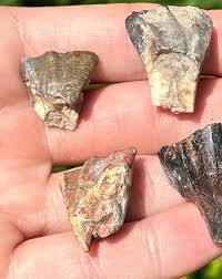Ouranosaurus Dinosaur Teeth LOT OF 5 Fossils from Niger ...
