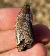 Juvenile T-rex Dinosaur Tooth Fossil Tyrannosaurus Rex Hell ...