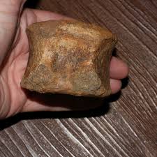Large Edmontosaurus Vertebra from Hell Creek Formation - Montana Late Cretaceous | eBay