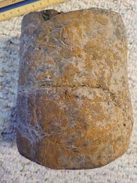Found in my dad's rock collection, though he diesn't know where he got it, or what it is. Odd concretion? Fossil? Just oddly shaped rock? : r/whatsthisrock