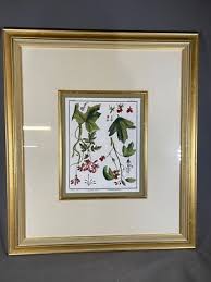 W. King Ambler Print Tab CVIII - 1. Geraniumscabrum 2. Get Viscosum 4296 | eBay