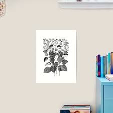 Charcoal Drawing of Italian Hibiscus flowers" Art Print for ...