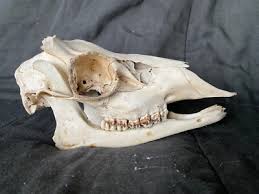 Alaska Sitka Blacktail Deer Skull Found Buck Mule Teeth ...